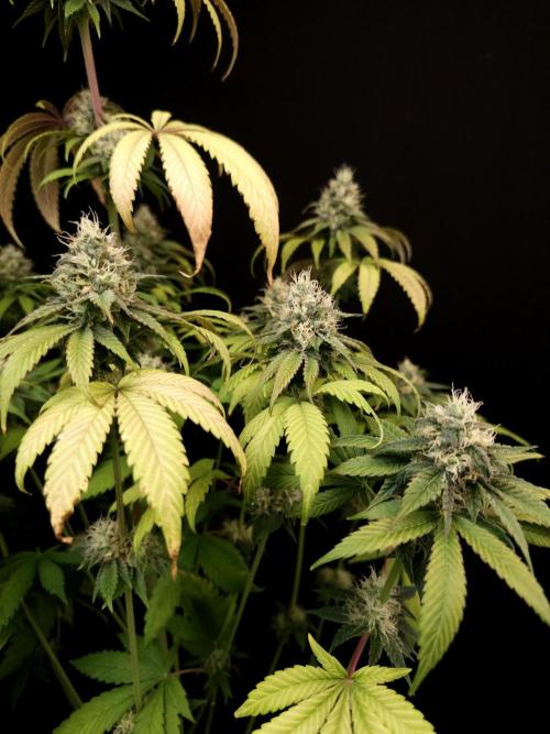 Test 101100  (1). Week 9