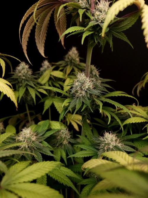 Test 101100  (1). Week 9