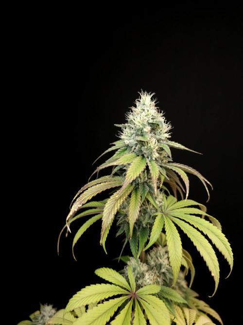 Test 101100  (1). Week 9