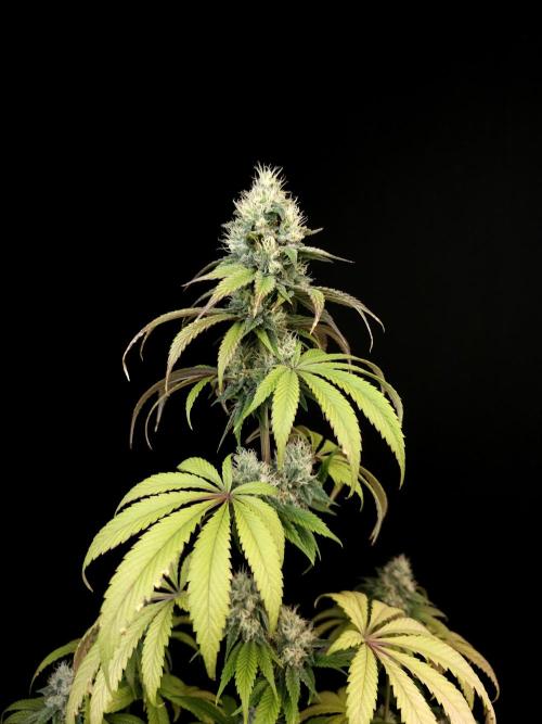 Test 101100  (1). Week 9