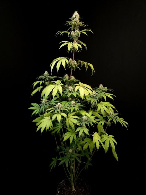 Test 101100  (2). Week 9