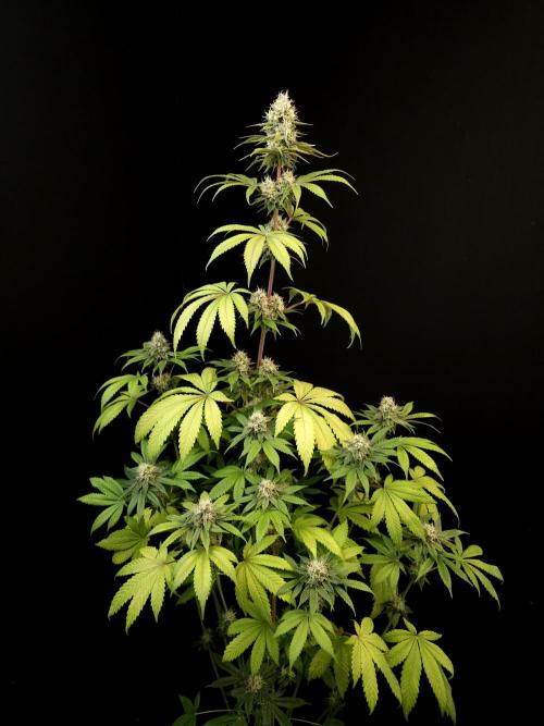 Test 101100  (2). Week 9