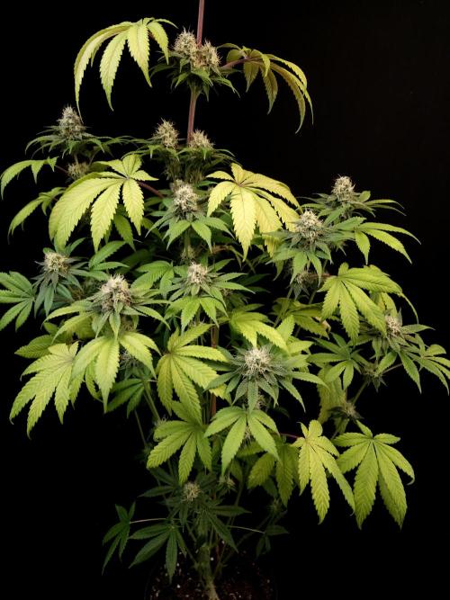 Test 101100  (2). Week 9