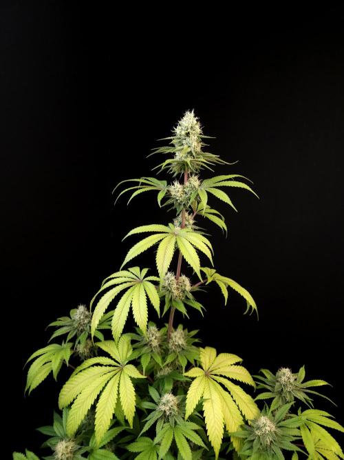 Test 101100  (2). Week 9