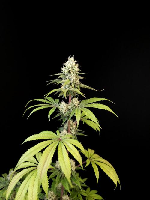 Test 101100  (2). Week 9