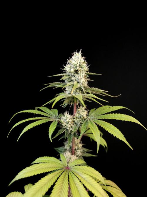 Test 101100  (2). Week 9