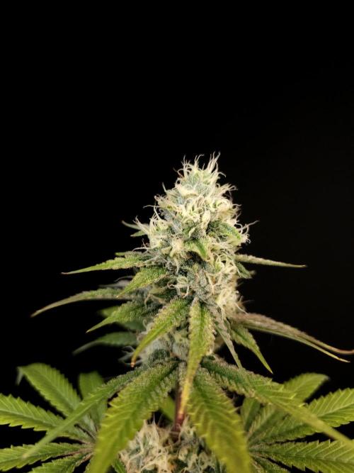 Test 101100  (2). Week 9