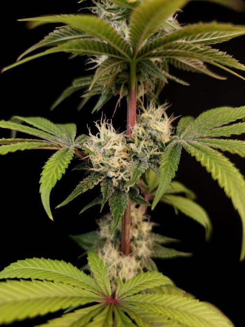 Test 101100  (2). Week 9