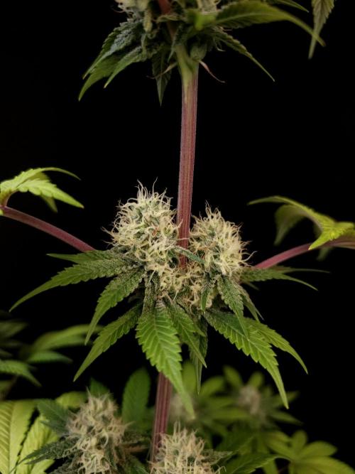 Test 101100  (2). Week 9