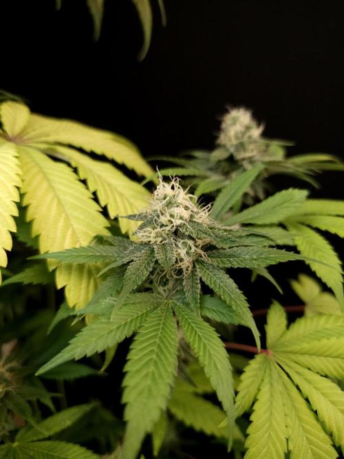 Test 101100  (2). Week 9