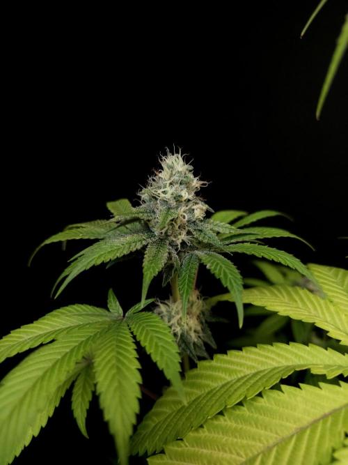 Test 101100  (2). Week 9