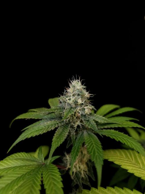 Test 101100  (2). Week 9