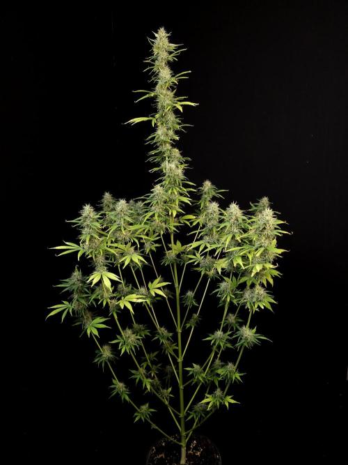 Auto Wappa 1. Week 10