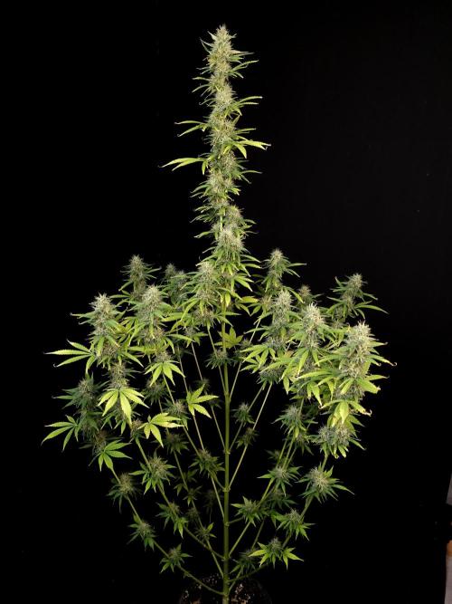 Auto Wappa 1. Week 10