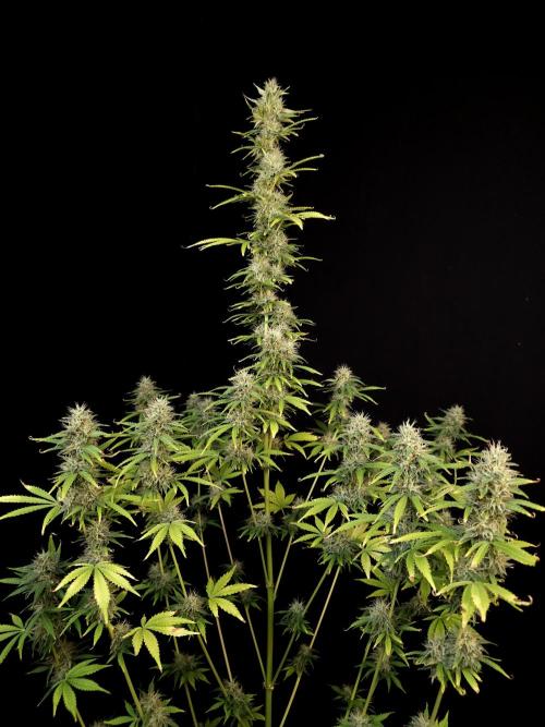 Auto Wappa 1. Week 10