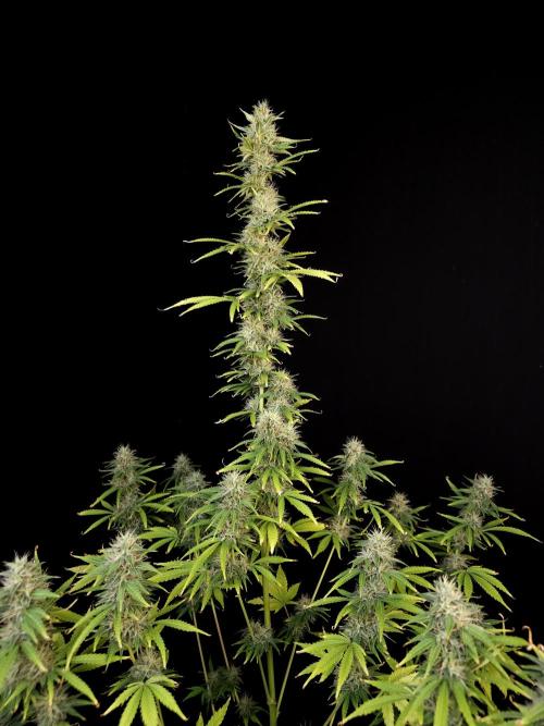 Auto Wappa 1. Week 10