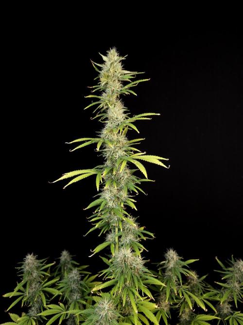 Auto Wappa 1. Week 10