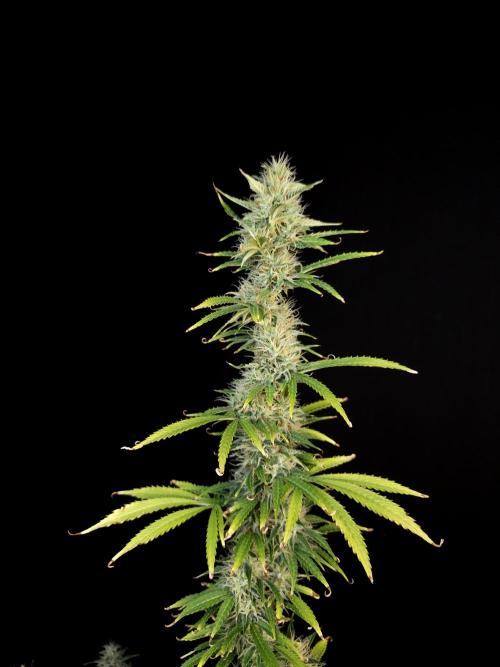 Auto Wappa 1. Week 10