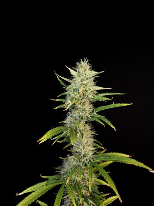 Auto Wappa 1. Week 10