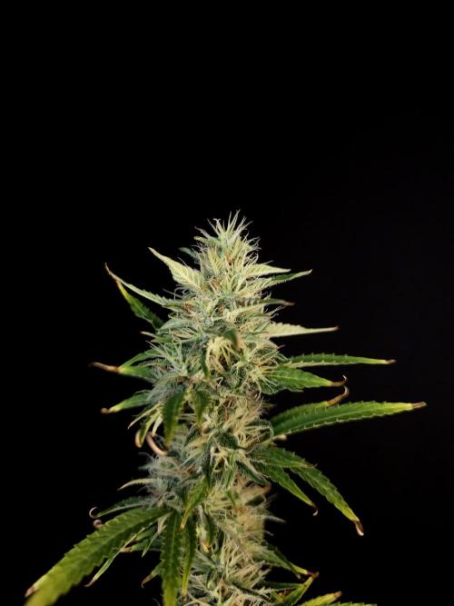 Auto Wappa 1. Week 10