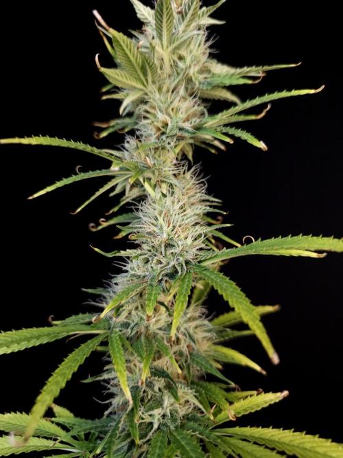 Auto Wappa 1. Week 10