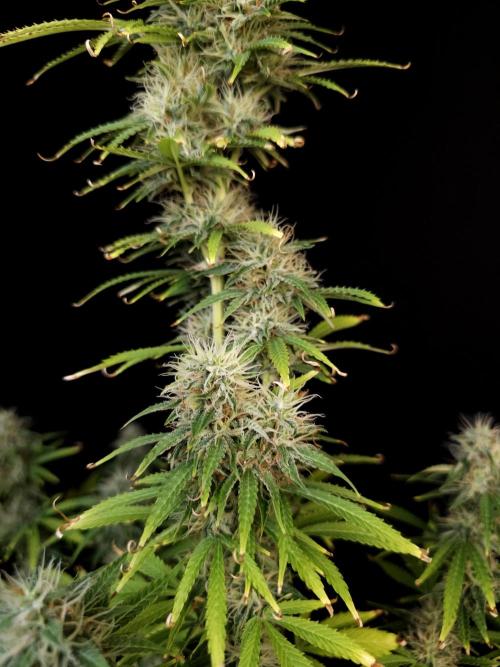 Auto Wappa 1. Week 10