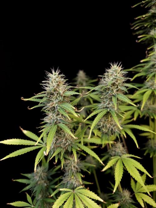 Auto Wappa 1. Week 10