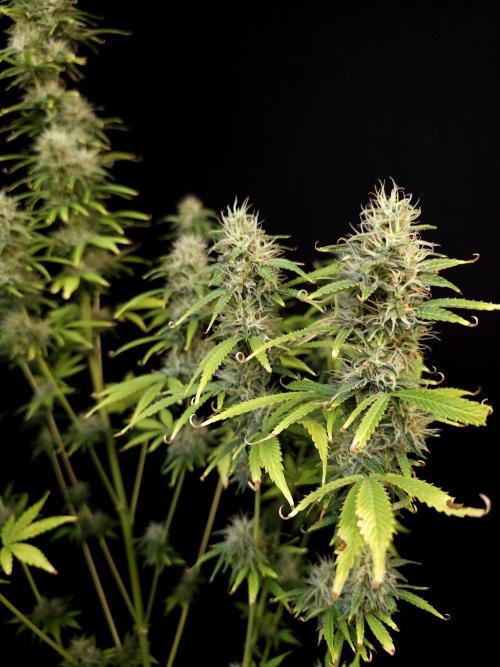 Auto Wappa 1. Week 10