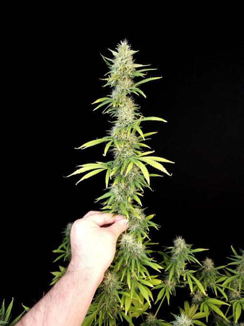 Auto Wappa 1. Week 10