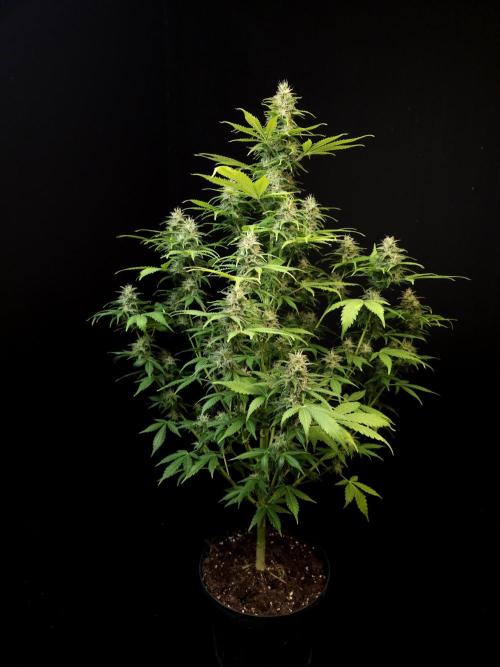 Auto Wappa 2. Week 10