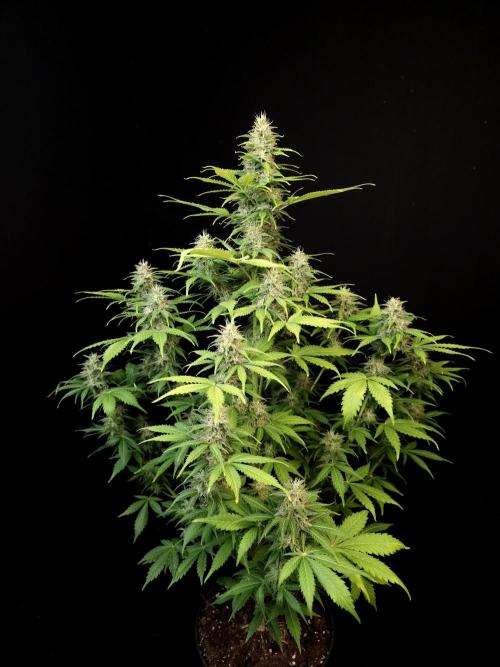 Auto Wappa 2. Week 10