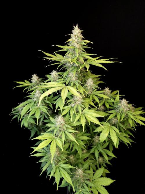 Auto Wappa 2. Week 10