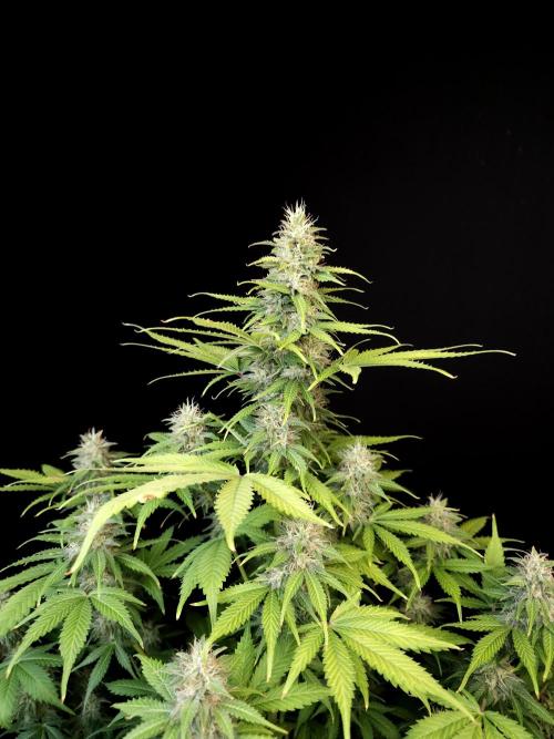 Auto Wappa 2. Week 10