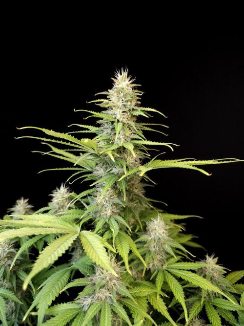 Auto Wappa 2. Week 10