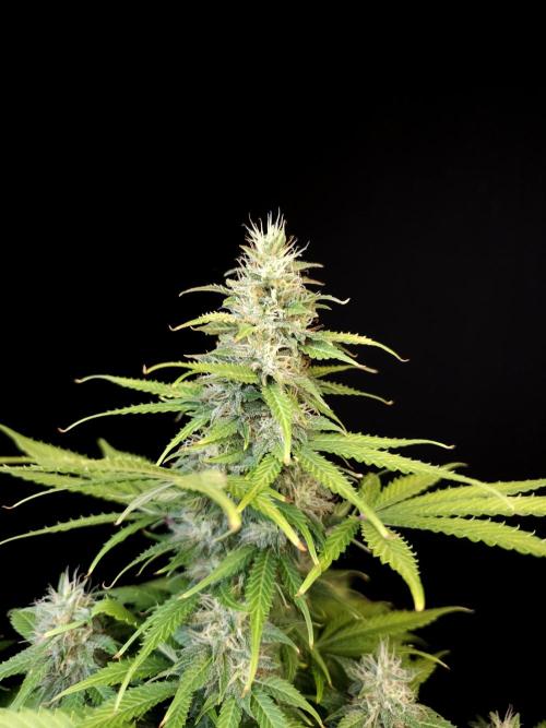 Auto Wappa 2. Week 10