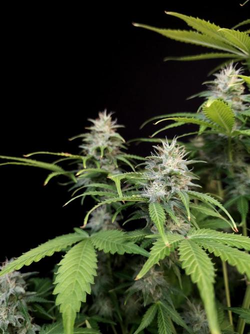 Auto Wappa 2. Week 10