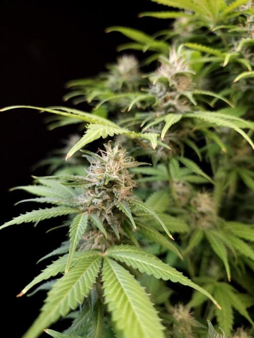 Auto Wappa 2. Week 10