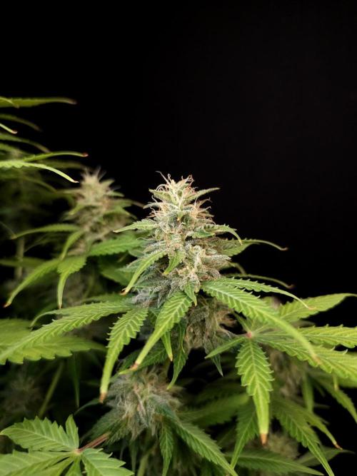 Auto Wappa 2. Week 10