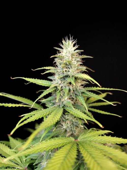 Auto Wappa 2. Week 10