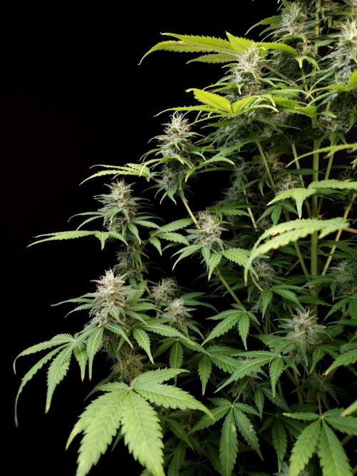 Auto Wappa 2. Week 10