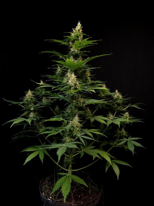 Pandora auto 1. Week 10