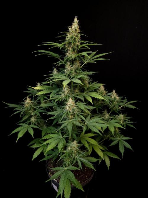 Pandora auto 1. Week 10