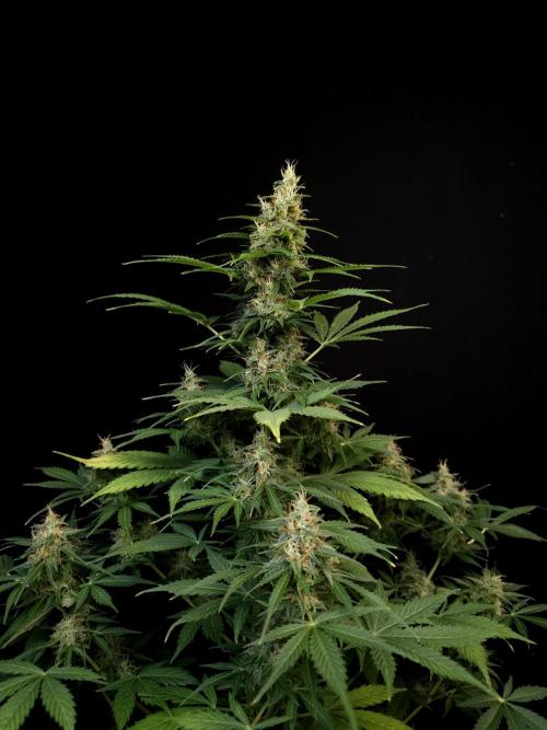 Pandora auto 1. Week 10