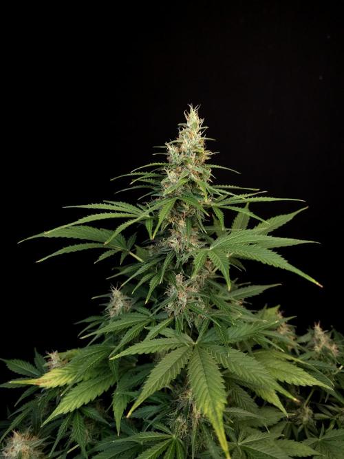 Pandora auto 1. Week 10