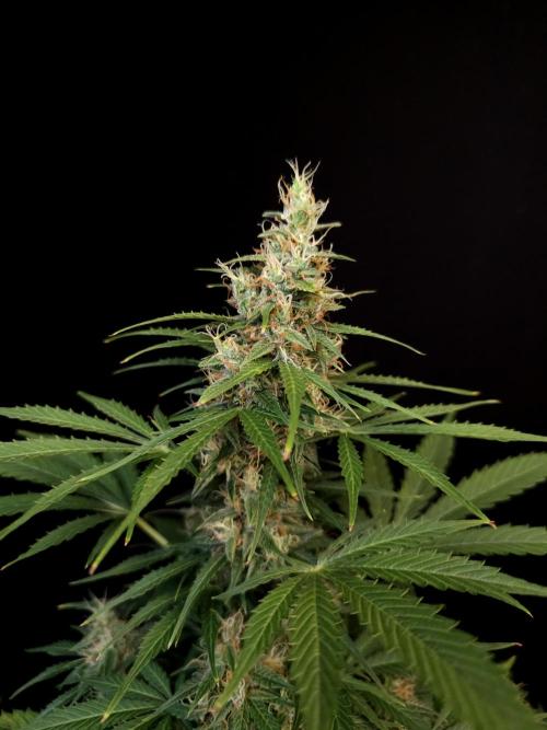 Pandora auto 1. Week 10