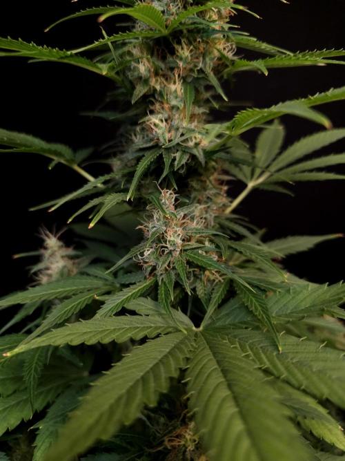 Pandora auto 1. Week 10