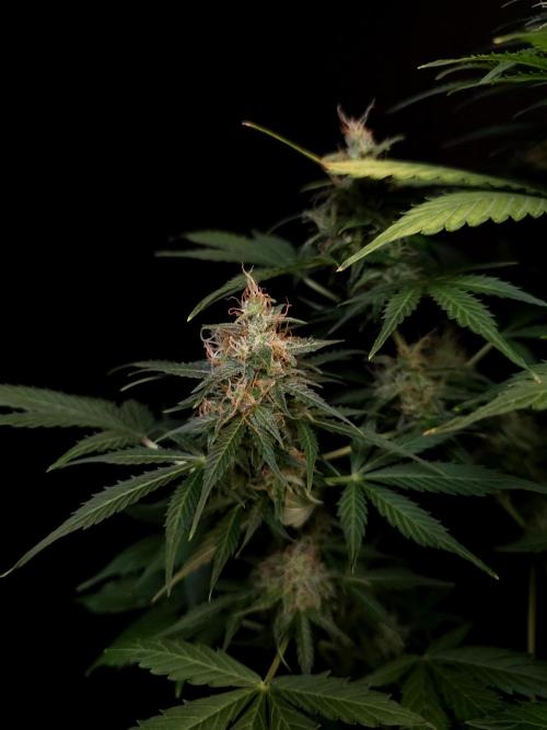 Pandora auto 1. Week 10