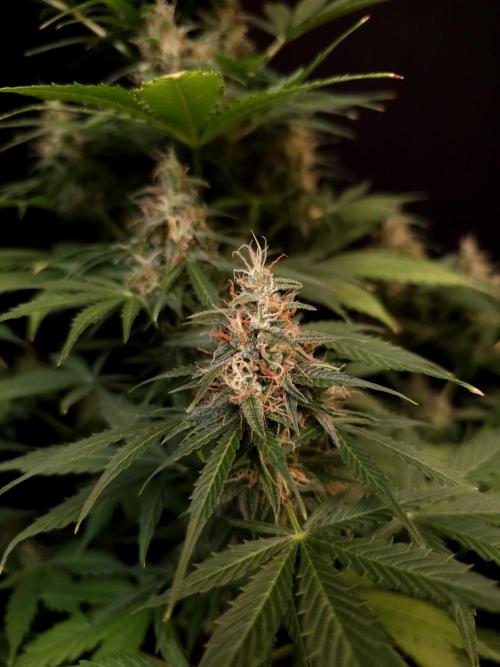 Pandora auto 1. Week 10