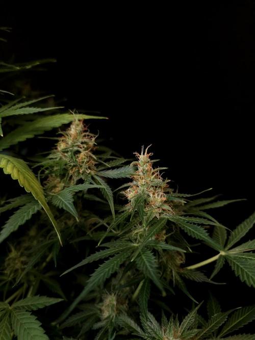 Pandora auto 1. Week 10