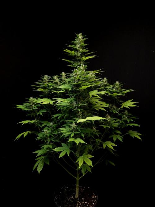 Pandora auto 2. Week 10